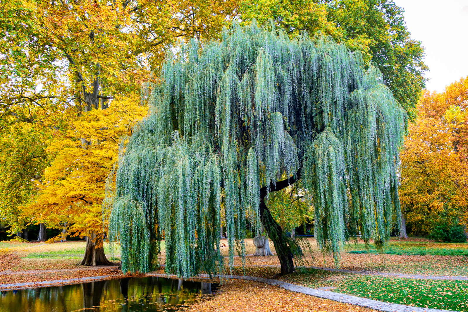 Keys To The Willow Tree: Cultivation, Uses & Varieties | Lovetoknow