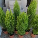 Lemon Cypress – Complete Guide – Updated