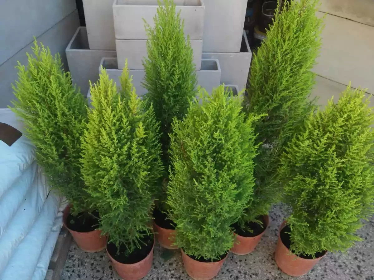 Lemon Cypress – Complete Guide – Updated