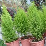 Lemon Cypress (Medium) | Lazada