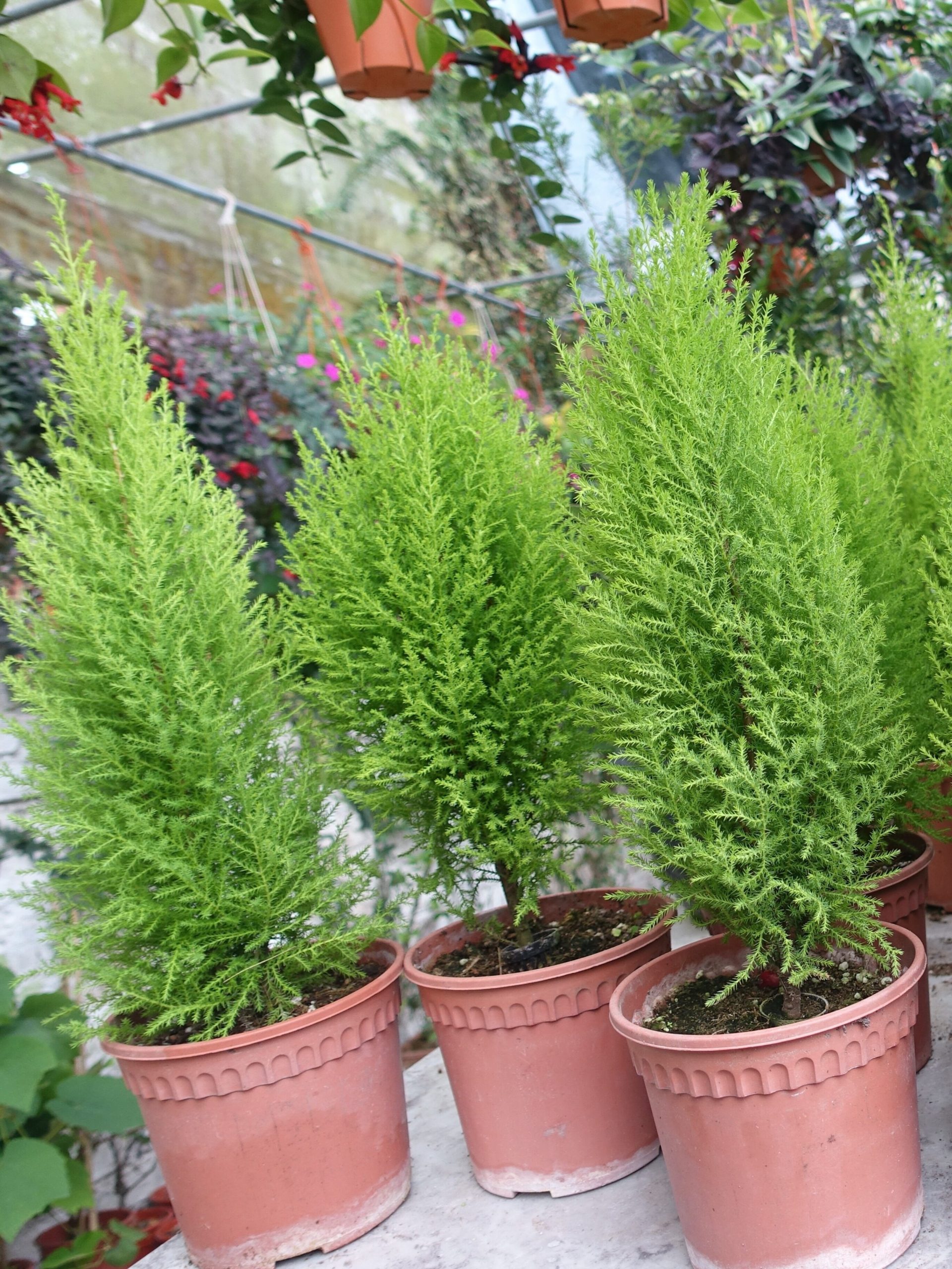 Lemon Cypress (Medium) | Lazada