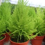 Lemon Cypress (Small) | Lazada