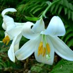 Lilium – Wikipedia