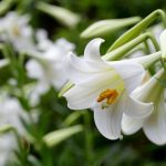 Lily | Description, Species, Uses, & Facts | Britannica