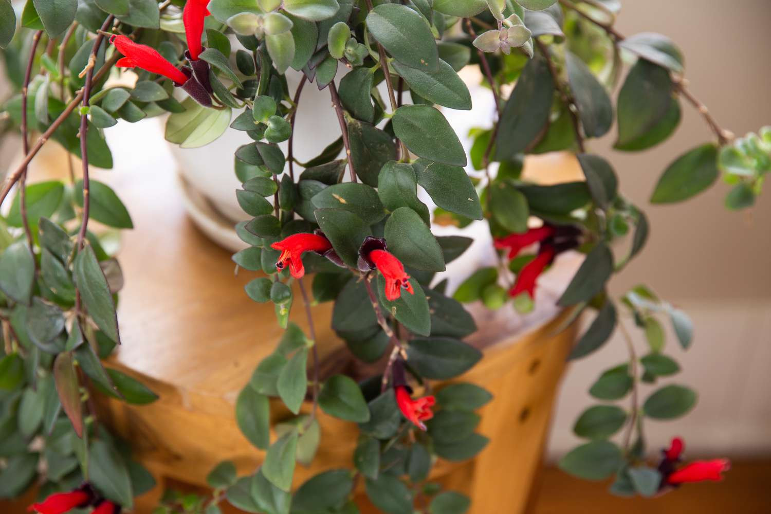 Lipstick Plant: Care & Growing Guide