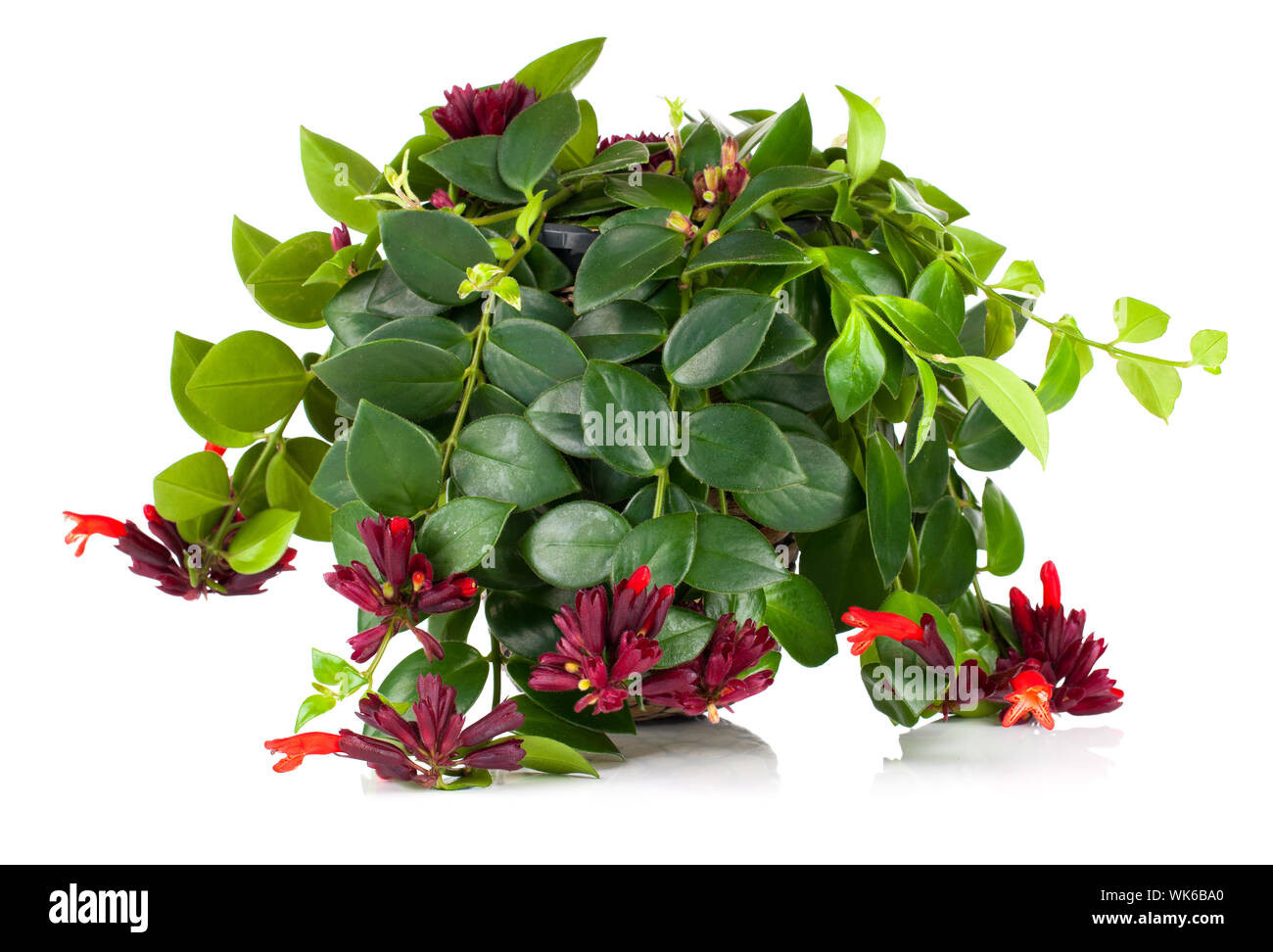 Lipstick Plant Hi Res Stock Photography And Images – Alamy