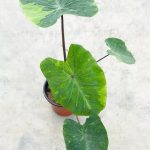 &Lt;Gardenmart4U&Gt; Colocasia Esculenta 'Lemon Lime Gecko' Rare