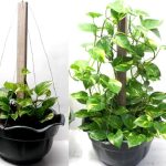 Money Plant Trellis Climbing Support Ideas For Pots Using Wood And Metal  Wire