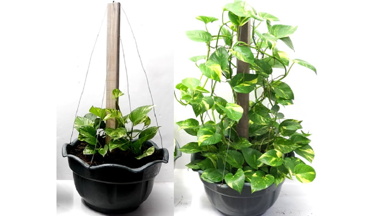 Money Plant Trellis Climbing Support Ideas For Pots Using Wood And Metal  Wire