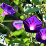 Morning Glories: How To Plant, Grow, And Care For Morning Glory