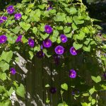 Morning Glories: How To Plant, Grow, And Care For Morning Glory