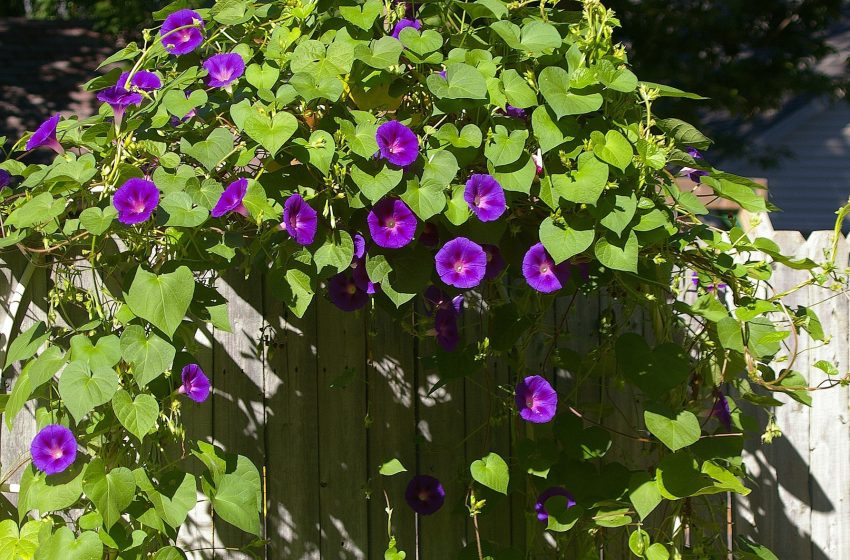  Morning Glory Flower Plant