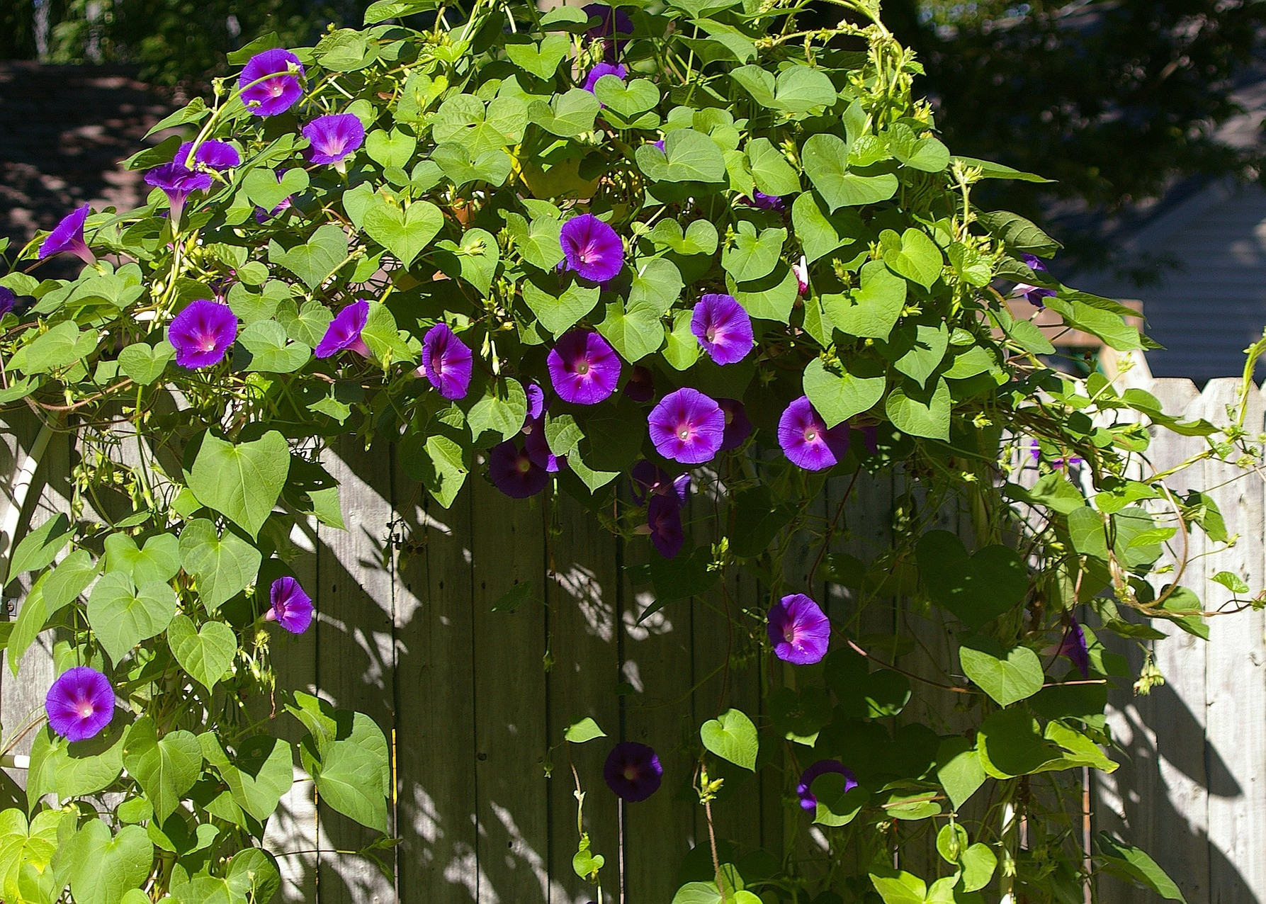 Morning Glories: How To Plant, Grow, And Care For Morning Glory