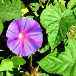 Morning Glory | Description & Species | Britannica