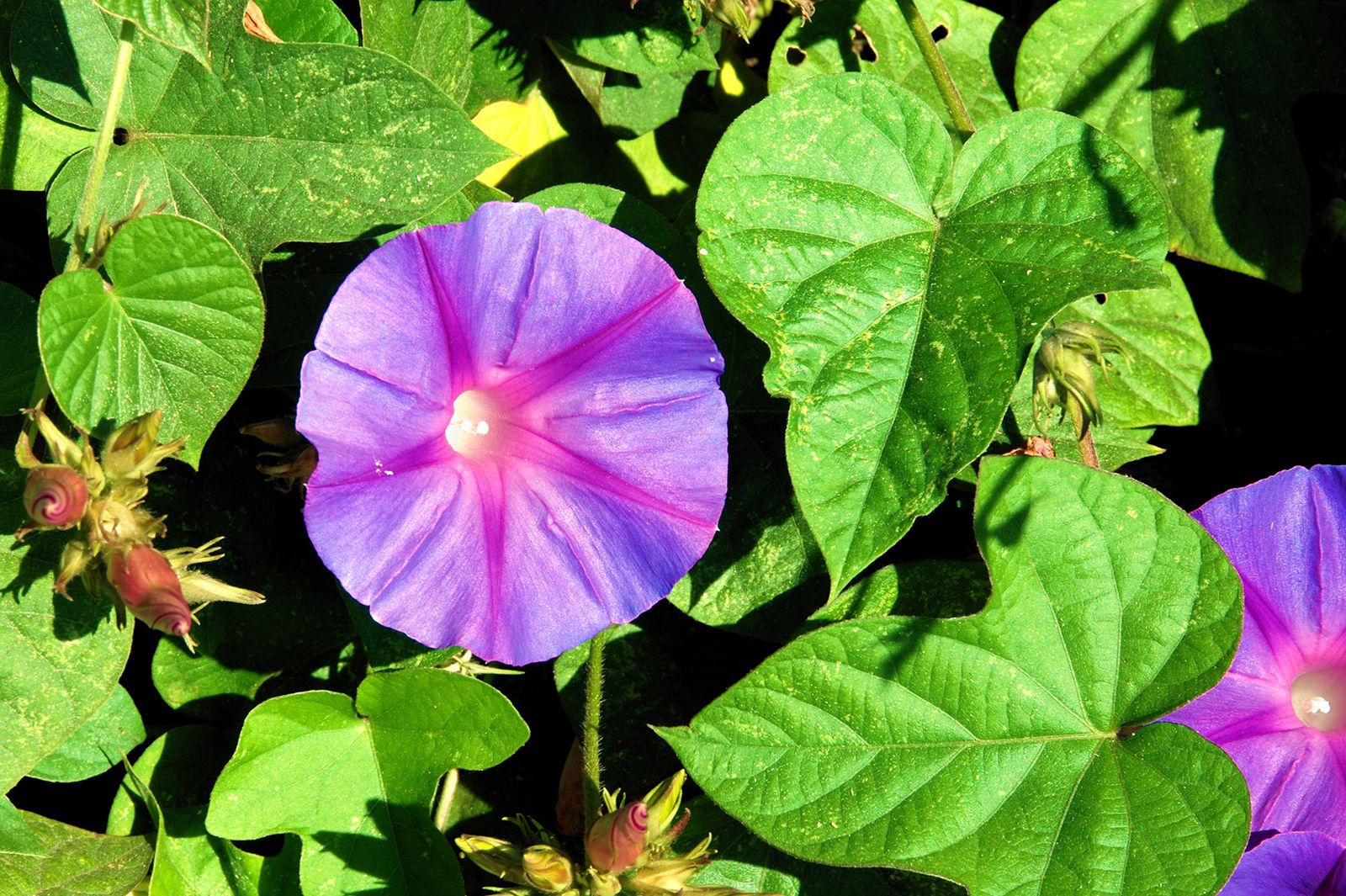 Morning Glory | Description & Species | Britannica