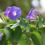 Morning Glory: Facts, How To Grow And Maintain, And Benefits