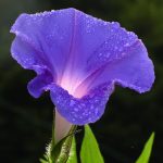 Morning Glory – Wikipedia