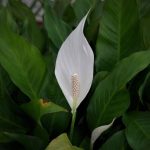 My Peace Lily Won'T Flower – How To Get A Peace Lily Plant To Bloom