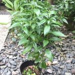 Organic Serpentina Plant (Herbal Medicine), Furniture & Home