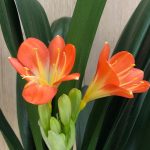 Our Care Guide For Clivia (Natal/Bush Lilies)