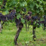 Overview Of Grapevine Structure And Function – Evineyard Blog