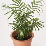 Parlor Palm Houseplant Care - Caring For Indoor Parlor Palm Plants