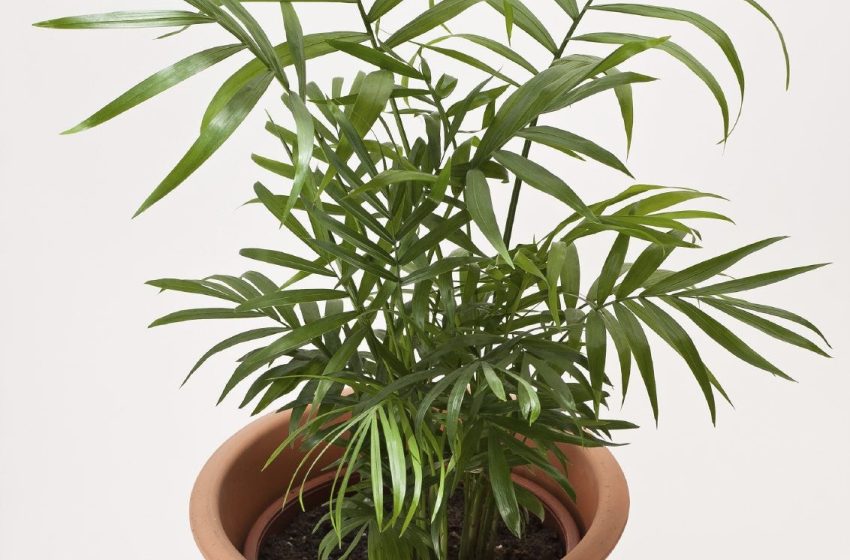  Parlor Palm Plant