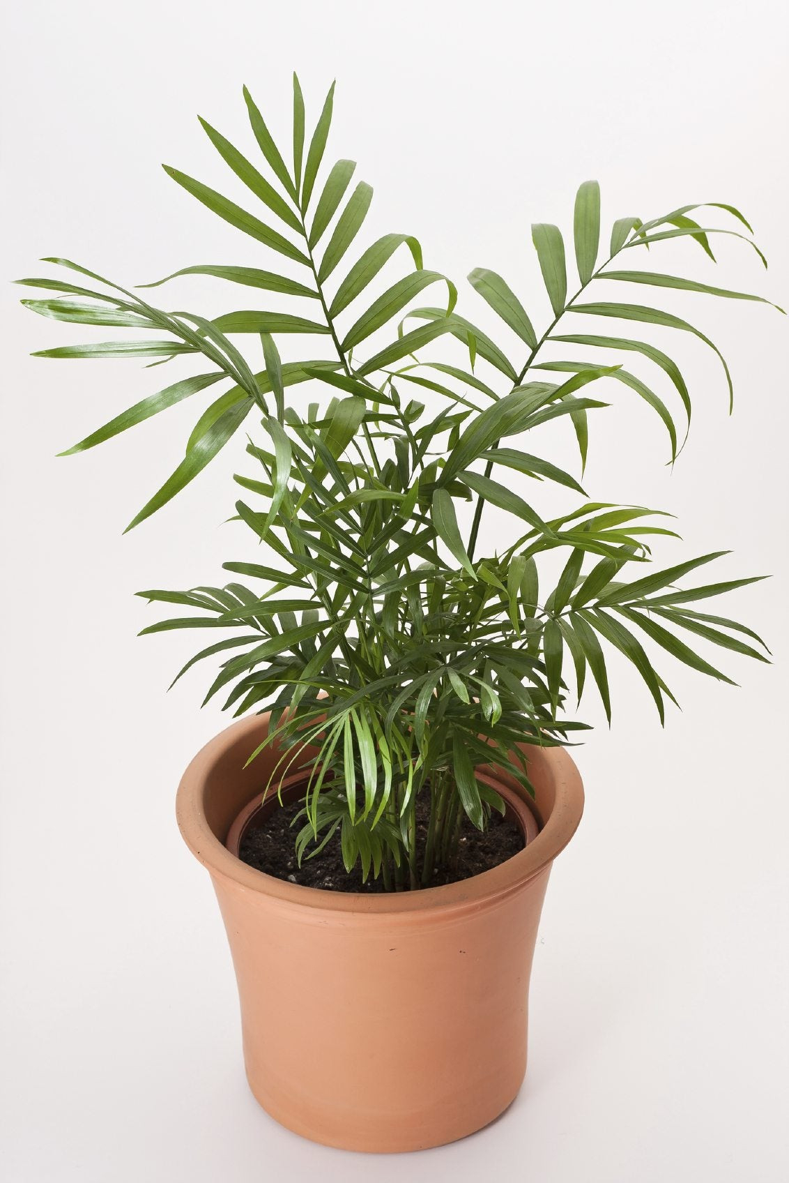 Parlor Palm Houseplant Care - Caring For Indoor Parlor Palm Plants
