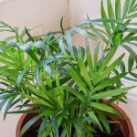 Parlor Palm: Plant Care & Growing Guide