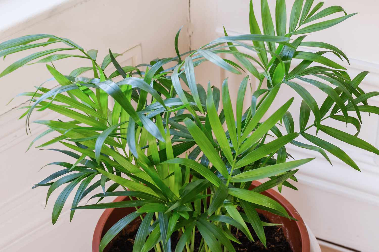 Parlor Palm: Plant Care & Growing Guide