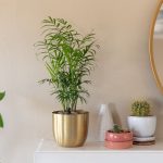 Parlor Palm: Plant Care & Growing Guide