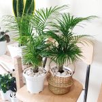 Parlour Palm / Areca Palm // Indoor Plant // Side Table Plant