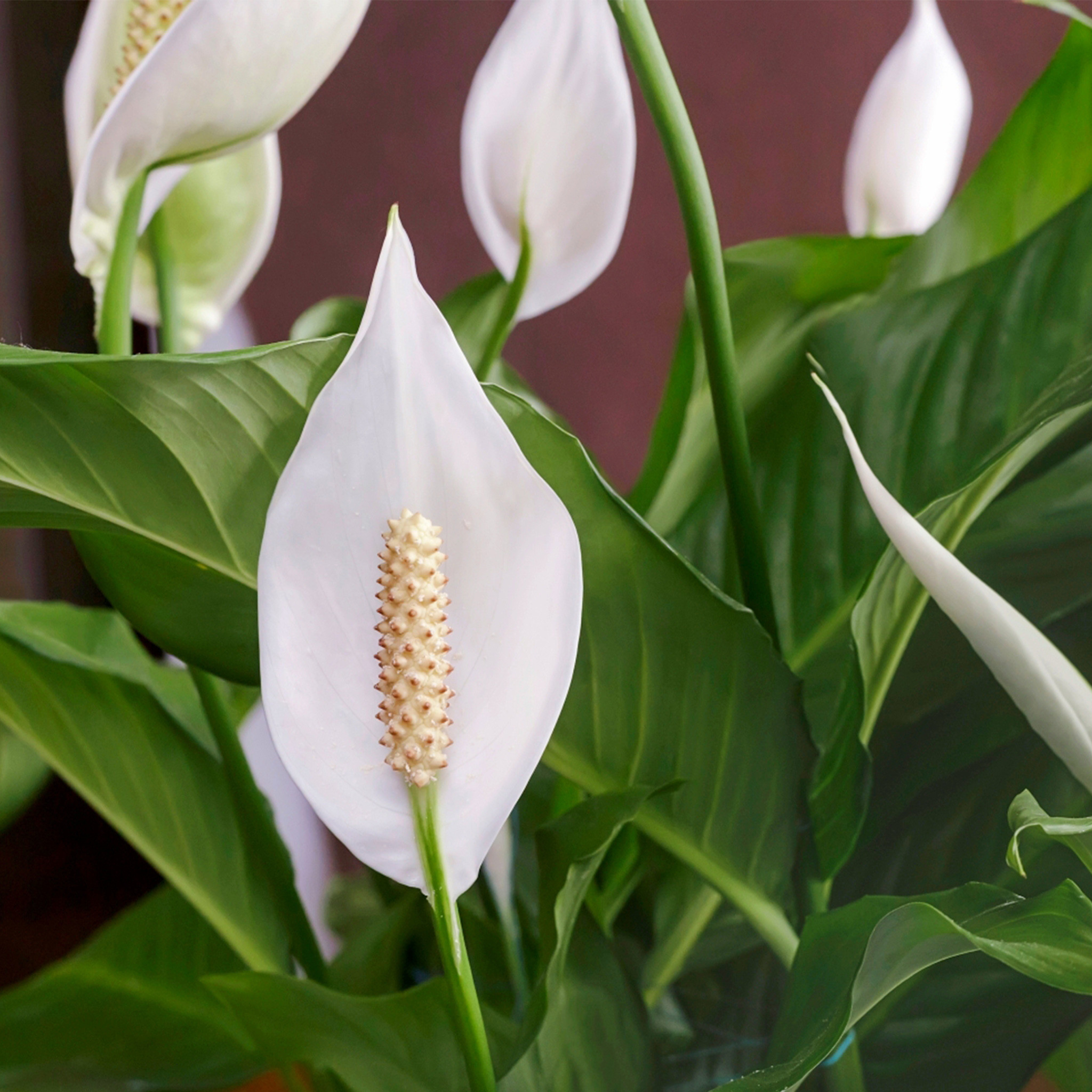 Peace Lily - An Urban Plant Shop In Kuching