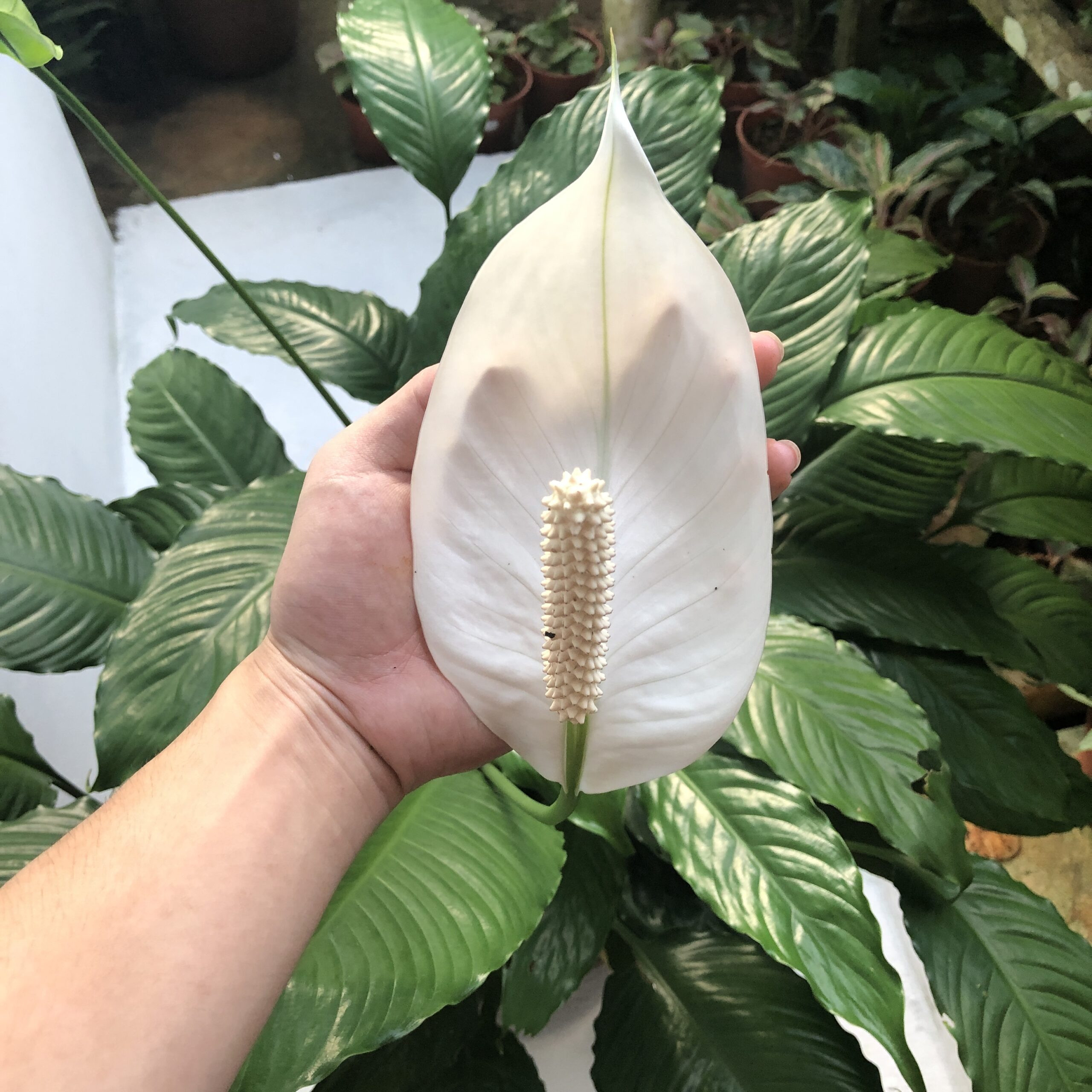 Peace Lily