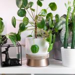 Pilea Peperomioides Care (Aka The Chinese Money Plant)