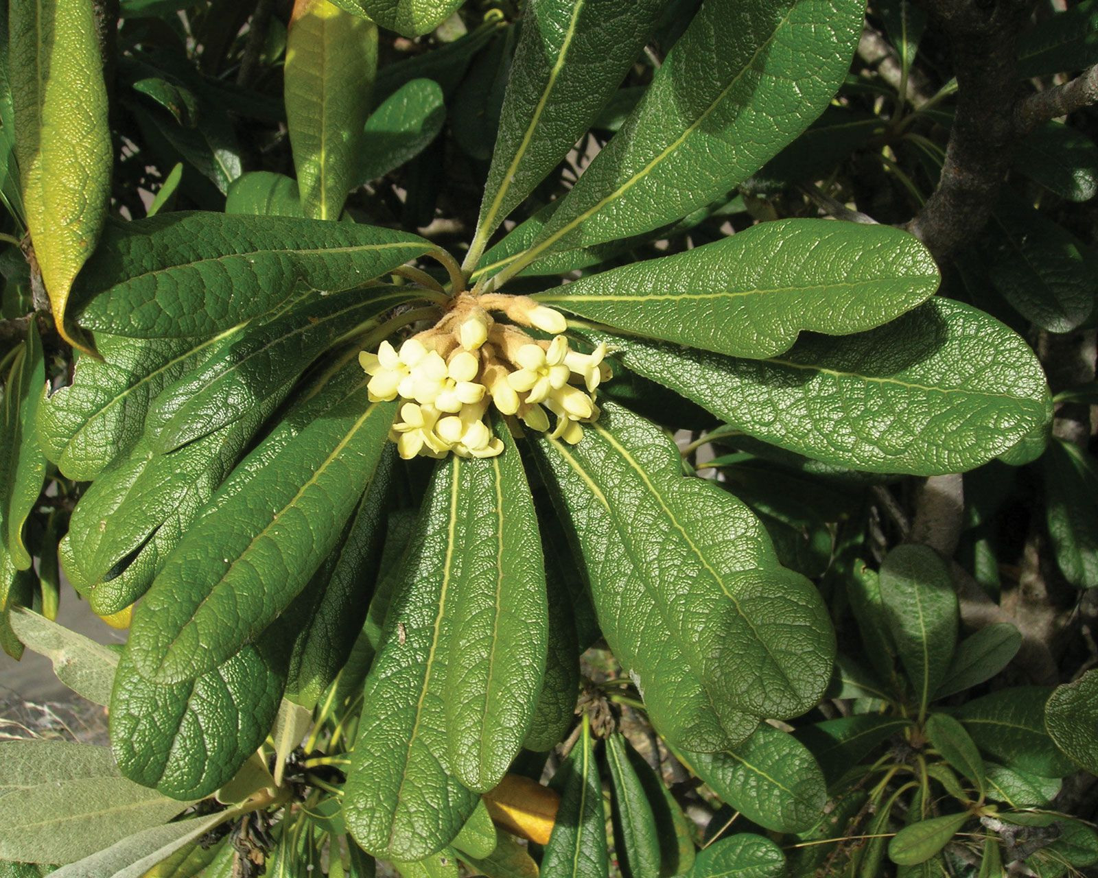 Pittosporum | Plant | Britannica