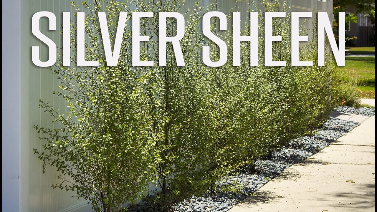 Pittosporum Tenuifolium ‘Silver Sheen'