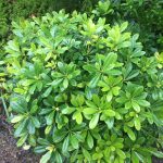 Pittosporum Tobira 'Wheeler'S Dwarf' – Xera Plants