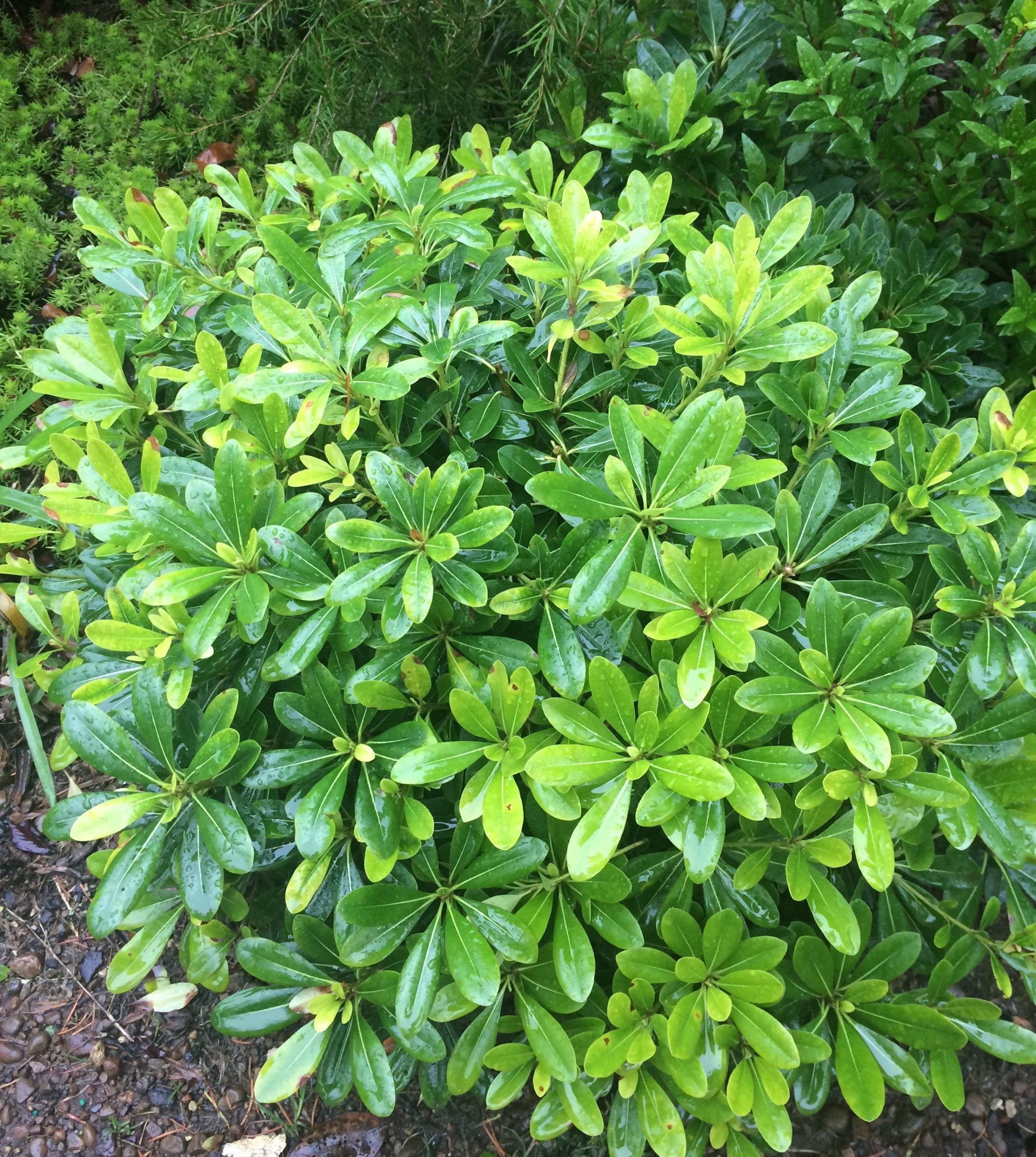 Pittosporum Tobira 'Wheeler'S Dwarf' – Xera Plants