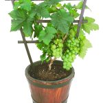 Pixie Grapes In Container: A Real Cutie