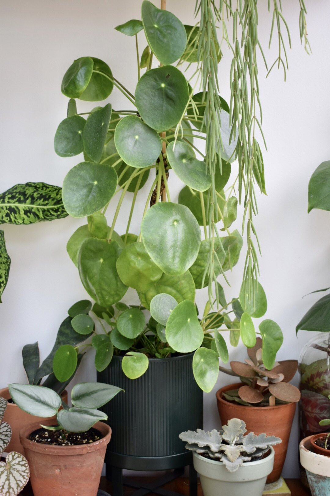 Plant Profile: Chinese Money Plant (Pilea Peperomioides) — Green