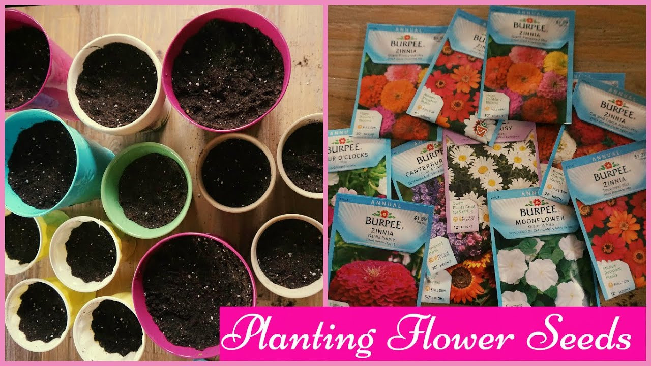 Planting Flower Seeds