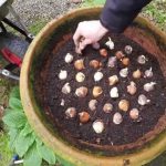 Planting Tulip Bulbs In Pots