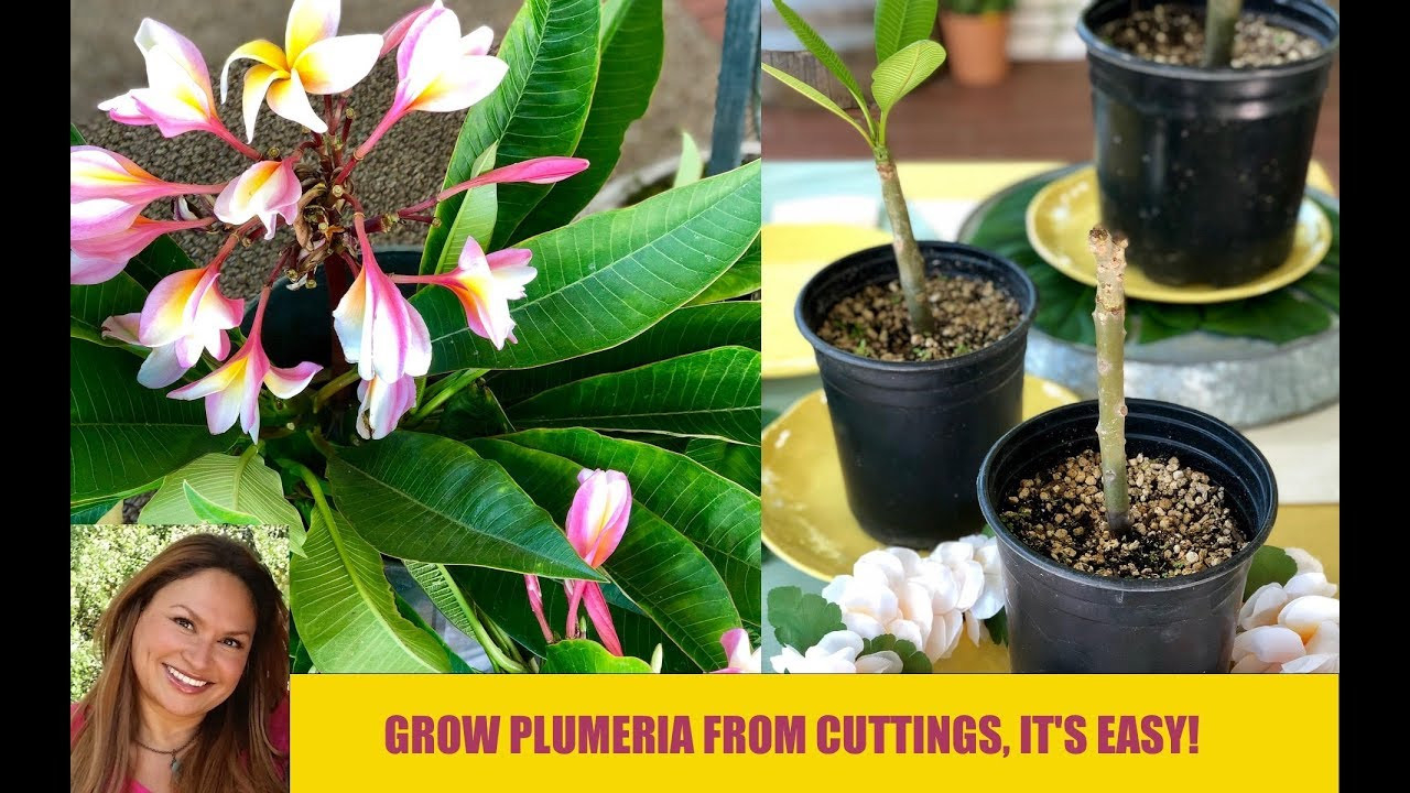 Plumeria Cuttings 🌿 Basic Plumeria Care 🌿Plant Propagation /Shirley  Bovshow