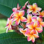 Plumeria Guide: How To Grow And Care For Plumerias – 2023