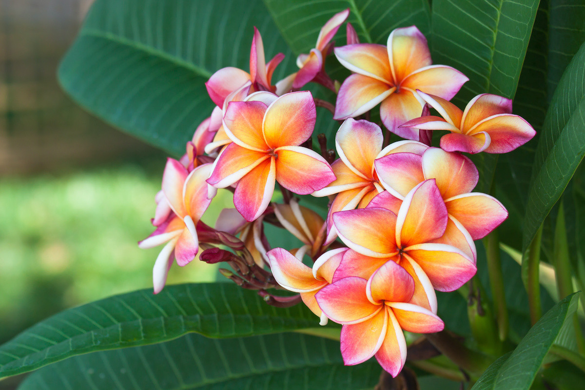 Plumeria Guide: How To Grow And Care For Plumerias – 2023 – Kompaser