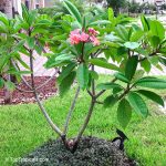 Plumeria Rubra Pink, Frangipani, Temple Tree, Calachuchi