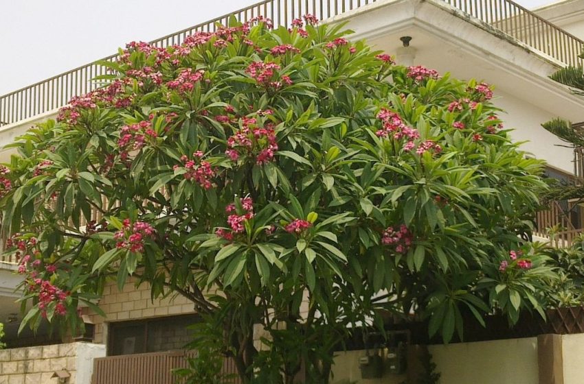  Plumeria Plant