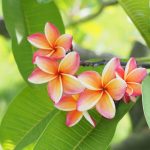 Plumeria Transplanting Tips: How To Transplant Plumeria In The Garden