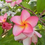 Plumeria – Wikipedia